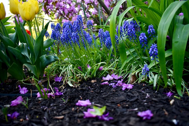 What Are the Advantages of Mulching?