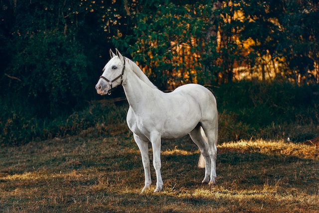 Why Horse Insurance is a Non-Negotiable for Every Equine Owner